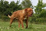 DOGUE DE BORDEAUX 244